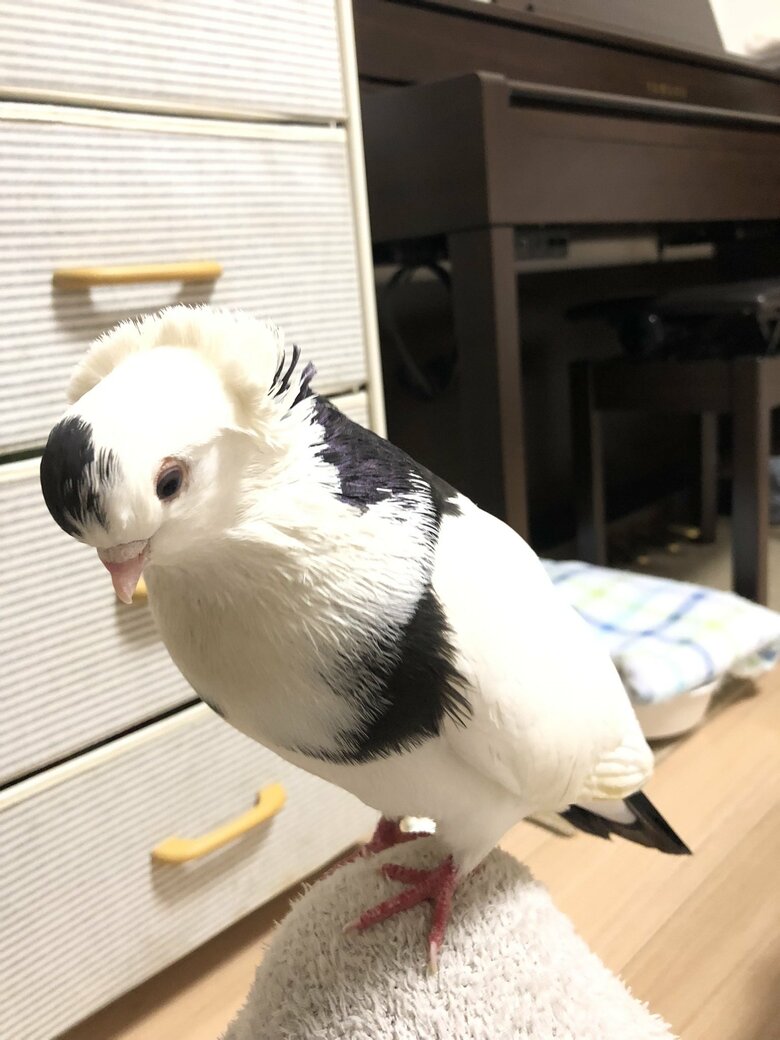 首まわりの羽毛が美しい