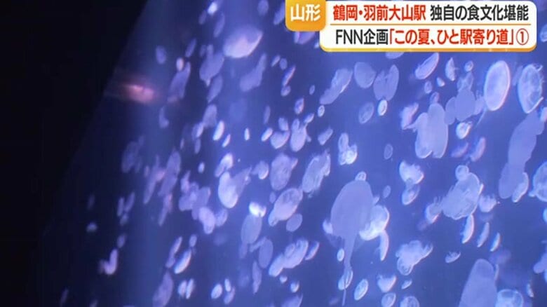 クラゲ展示の研究・工夫を積み重ね、2000年に日本一、2005年に世界一の展示種類数を誇るまでに成長
