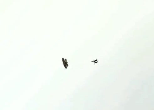 くるくると何度も方向転換するチョウトンボ（画像：コウ（@kou15296710）さん）