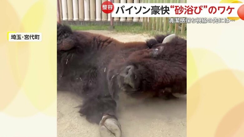 激しく砂ぼこりを立てるスティンガーくん（提供：東武動物公園）