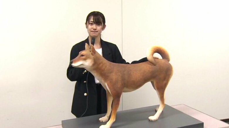 記者と復元模型