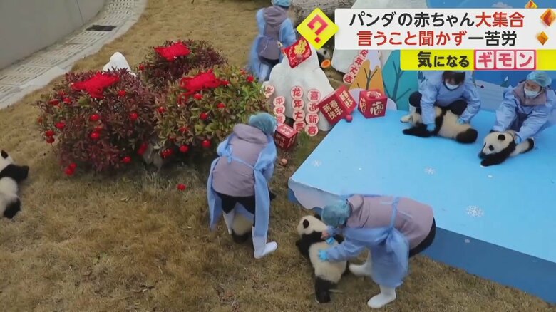 パンダを整列させるのに苦労する職員たち