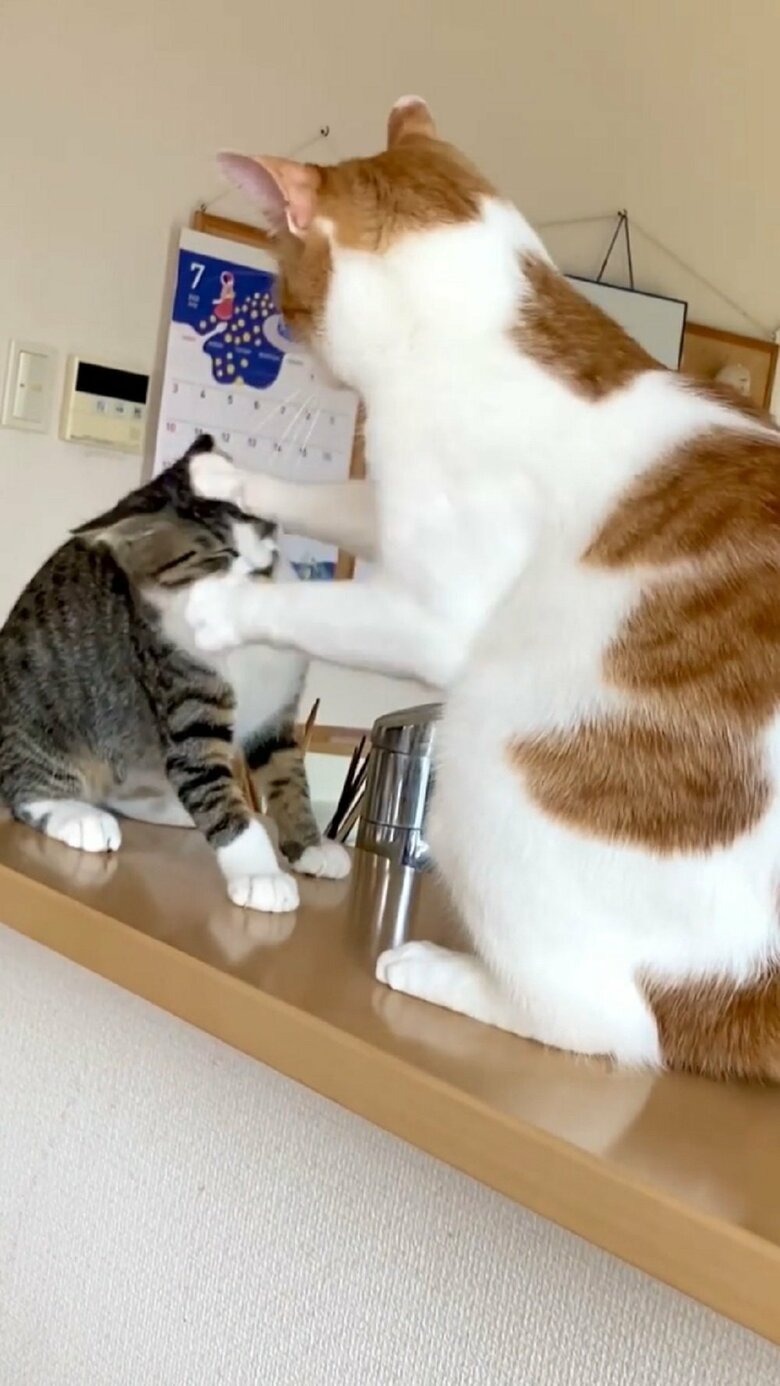 ぽかぽか