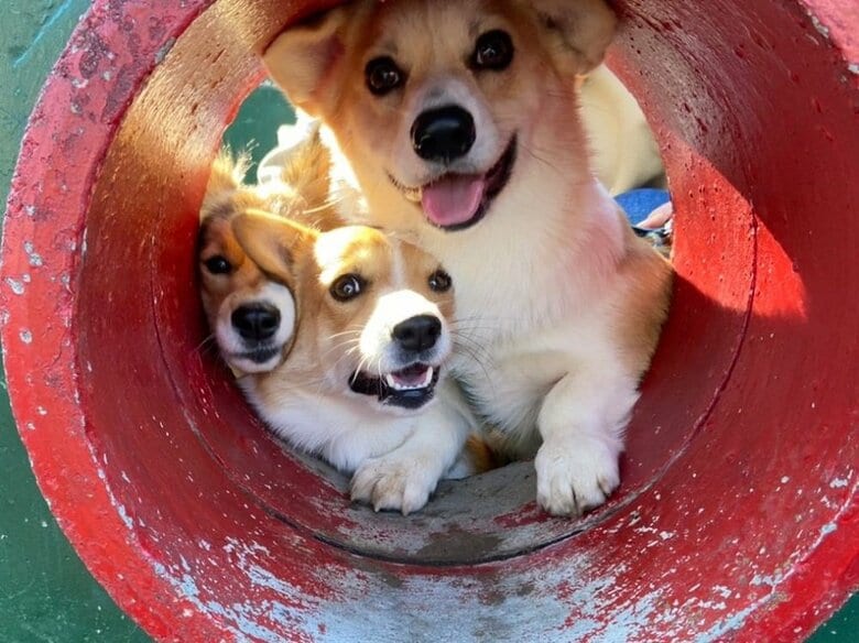 のぞいてくる3匹