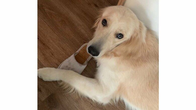 スリッパをかみかみ　ばれるとキュルキュル顔