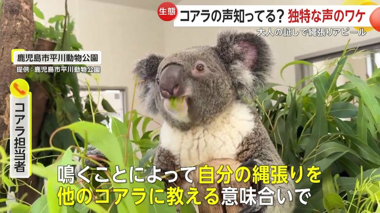 鳴くことによって、自分の縄張りをほかのコアラに教える「テリトリーコール」