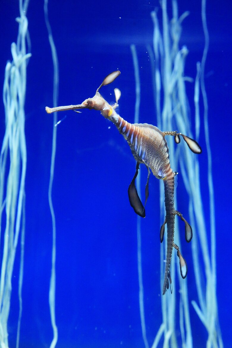 「竜」に似ている生き物たち　「ウィーディーシードラゴン」（提供：サンシャイン水族館）