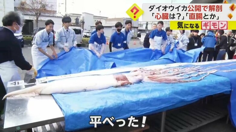 ブルーシートから現れた全長6.4mのダイオウイカ