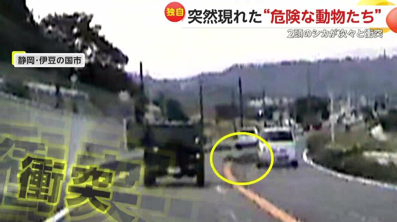 シカ2頭が次々と車にぶつかる瞬間（10日、静岡・伊豆の国市）④