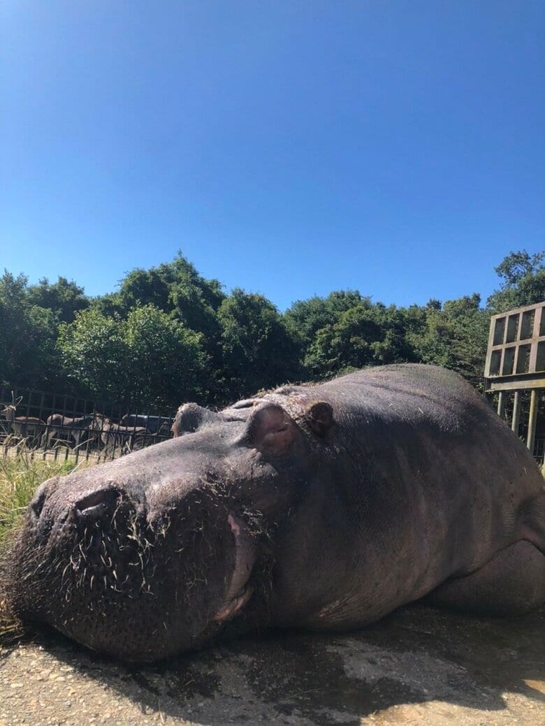 ぐっすり（提供：那須サファリパーク）