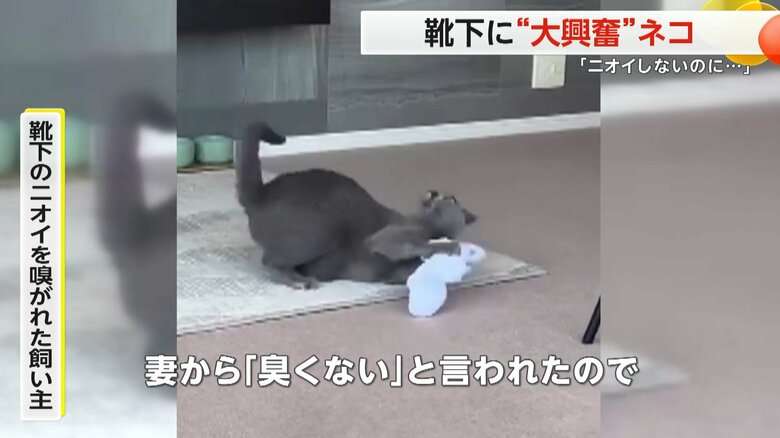 飼い主が「臭いイメージになりショック」と語るベルちゃんの映像