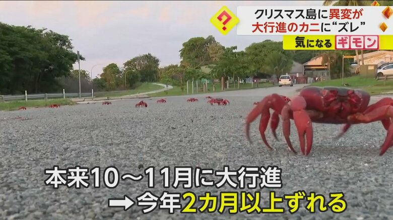 通常は10月から11月にかけてみられるというアカガニの大行進