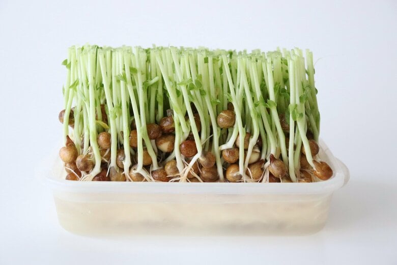 豆苗再収穫を目指して栽培1日目