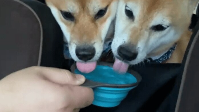成長して、一緒に水を飲むように