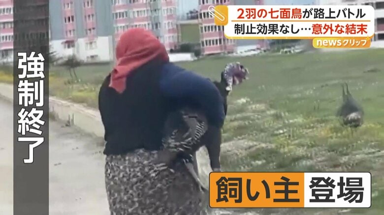 大人しく飼い主に連れ出される七面鳥（IHA）