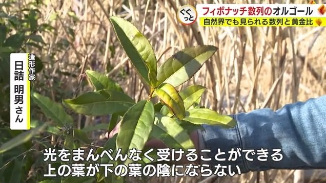 日詰さん「お茶の葉にも黄金角が」