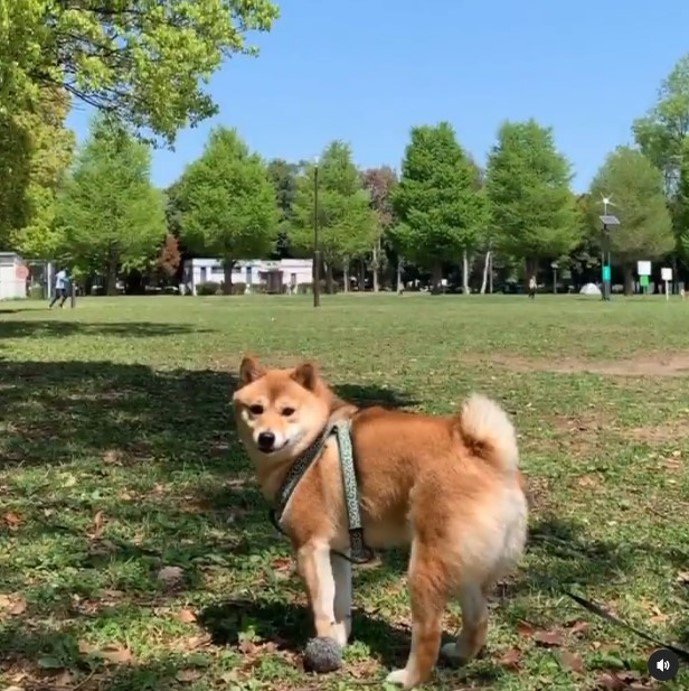 提供：kurararara4466さん