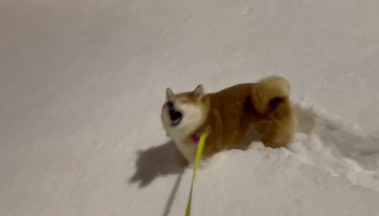 よく見ると目をつぶっているような…