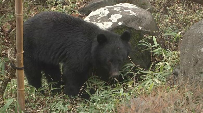 墓地の中を歩き回るクマ