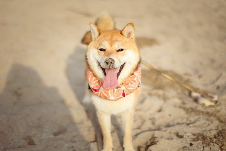 提供：shiba_mugi_さん