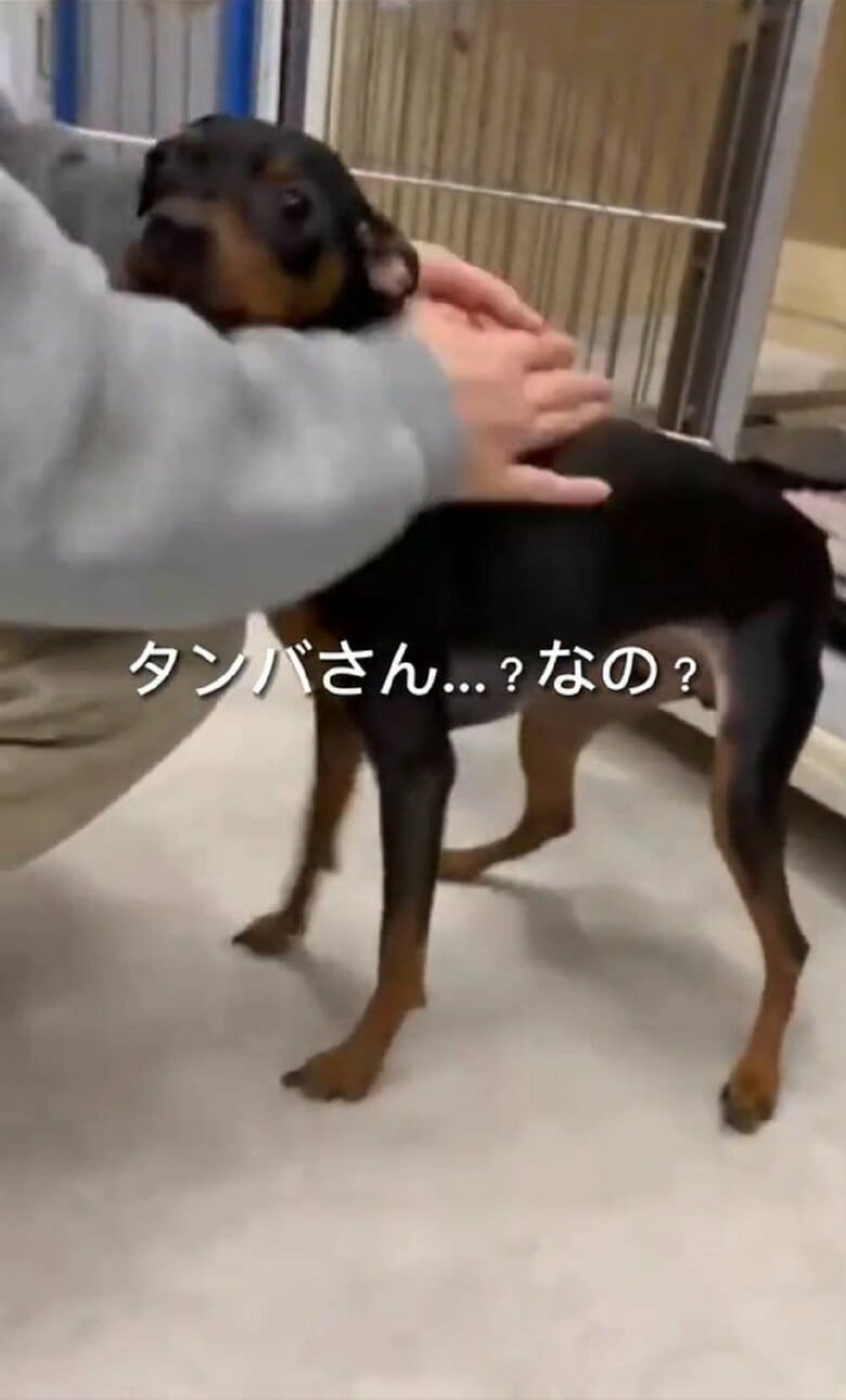 そっとそばに来て、おとなしくなでられている