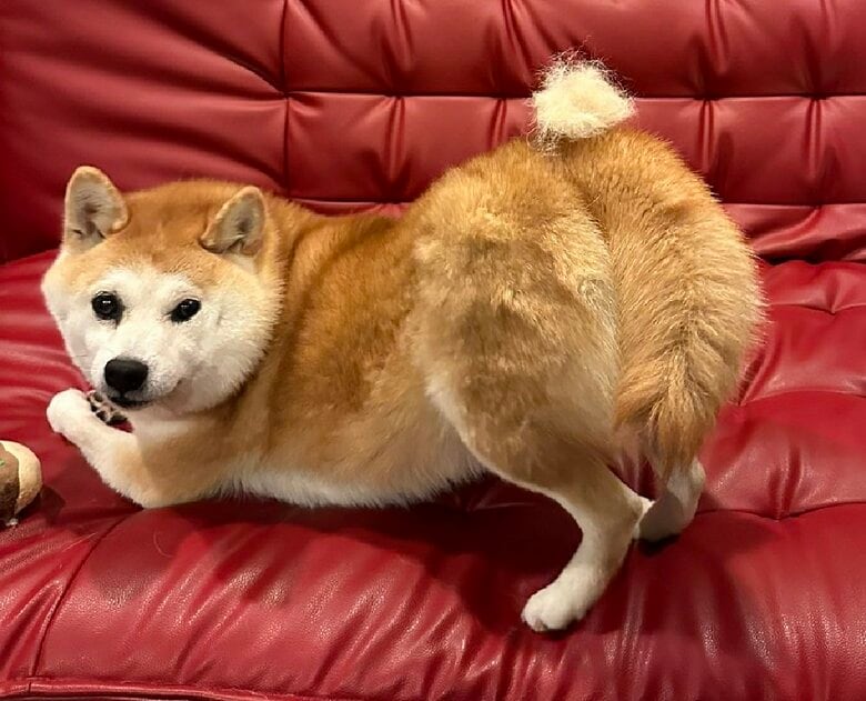 毛玉をお尻に乗せて…