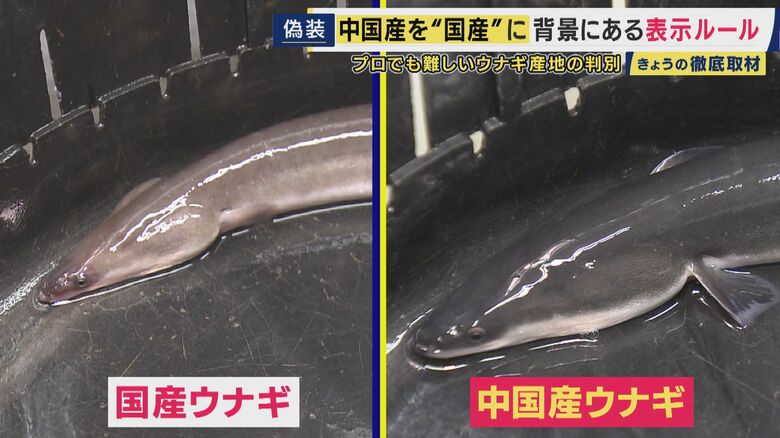 左側は国産、右側は中国産