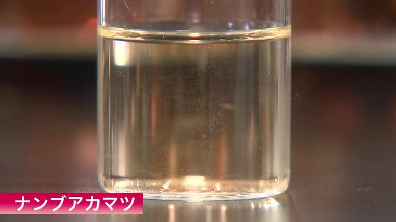 ナンブアカマツ