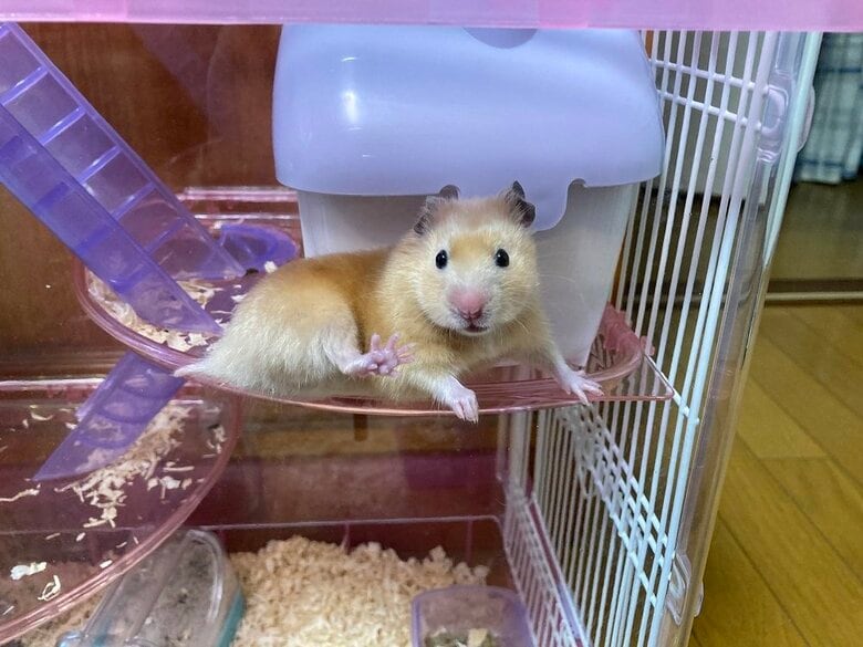 後ろ足を上げて「はーい！」