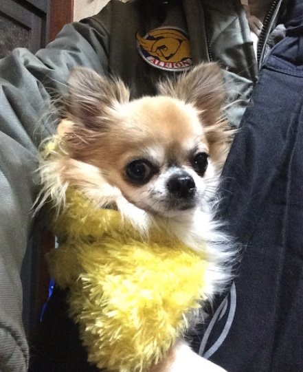 ひよこモチーフの服を着たリクくん（提供：榊 柾人さん）