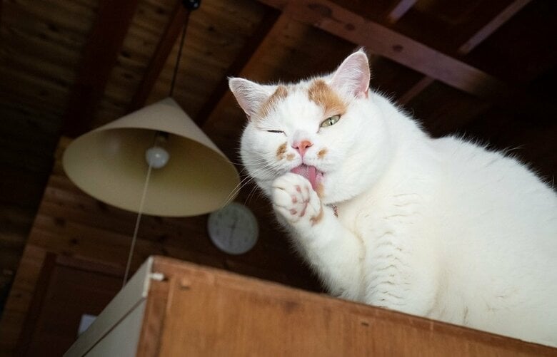 棚の上から前足をペロリ（提供：MARCOさん）