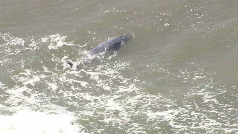 現場では、サーファーらがイルカを海に戻そうとする様子が見られた。