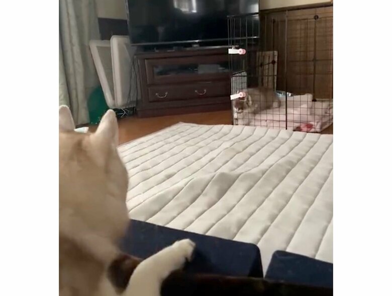 提供：ココとイチのままちゃん