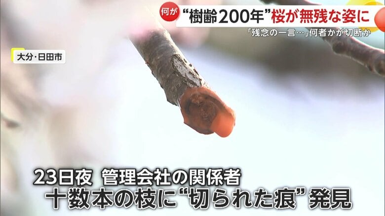 十数本の枝に切られたような痕を見つけた管理会社の関係者