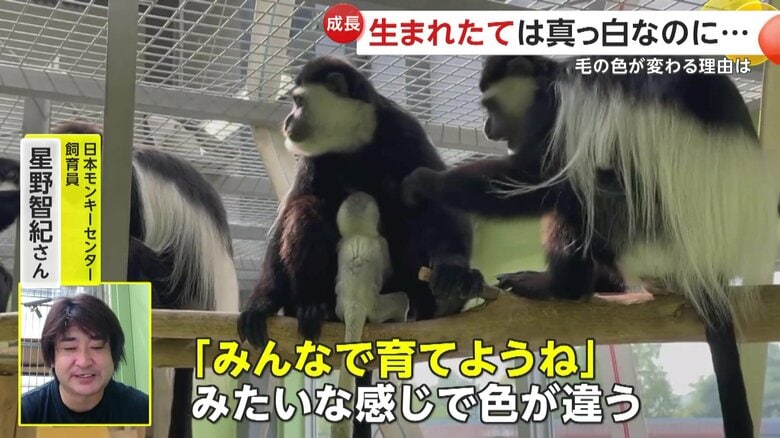 赤ちゃんを視認しやすいように進化したアビシニアコロブス（日本モンキーセンター）