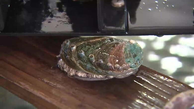 親貝とするため買い戻したアワビが元気良く動く