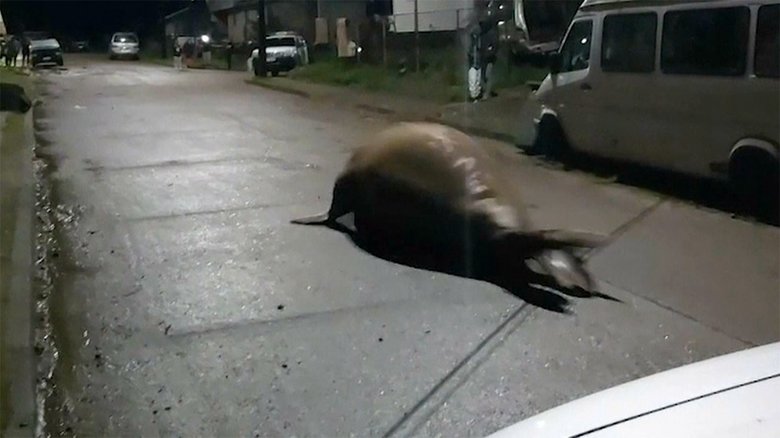 みんなで救出大作戦 住宅街にゾウアザラシ チリ
