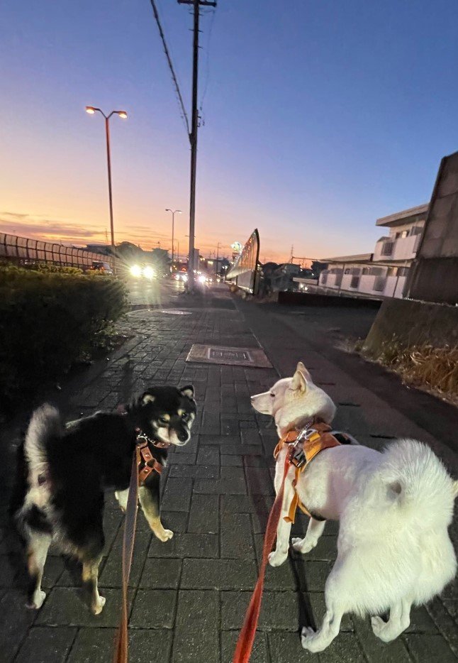 提供：柴犬のくぅとそらさん