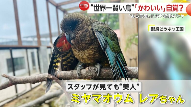 ミヤマオウムのレアちゃん（映像提供：那須どうぶつ王国）