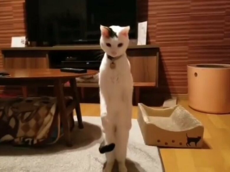 立ち上がるだけの時もある