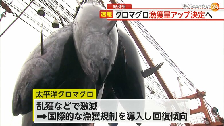 クロマグロの漁獲量は回復傾向にあるという