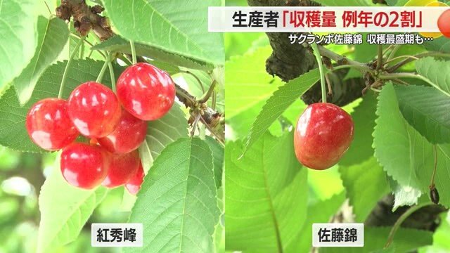 佐藤錦と紅秀峰で、実のなり具合が全然違う