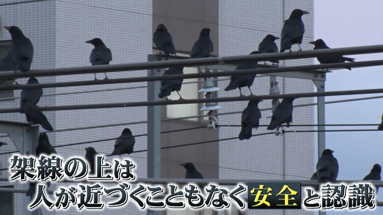安全なねぐらの場所を学習したカラスたち