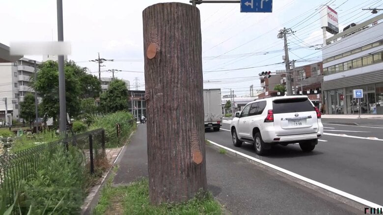 近隣住民も正体を知らない“謎の木”（神奈川・横浜市）