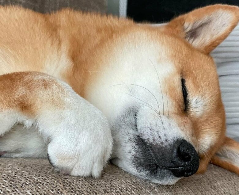 お休み中のもずくくん
