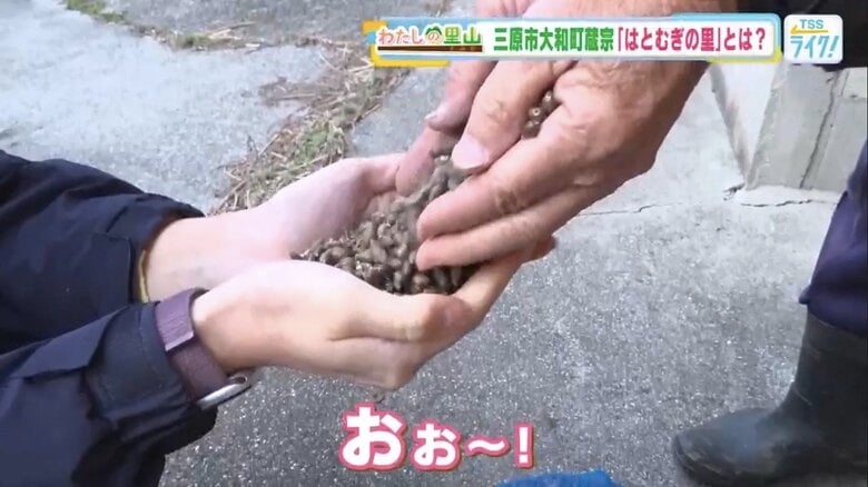 倉庫に保管されていたハトムギの実