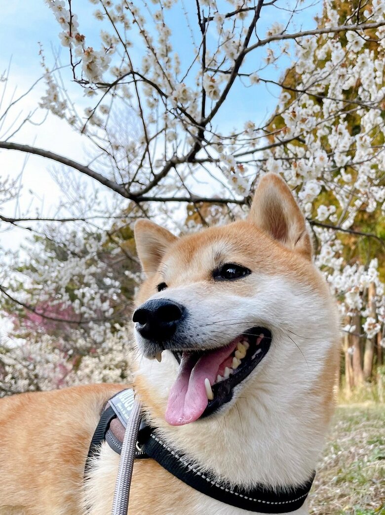 春の散歩は快適