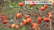 柿の実が誘因かツキノワグマに襲われ男性けが　えさ豊作で冬眠遅れ…12月出没リスク高く警戒を（島根）