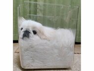「犬も液体らしい」箱にすっぽり“溶けている”犬が話題…どんな体勢か飼い主に教えてもらった