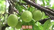 梅酒や梅ジュースに最適…福井梅「剣先」の出荷始まる　7日からは主力の「紅映」　天気に恵まれ出来は上々、生産量は例年並みの1000トン